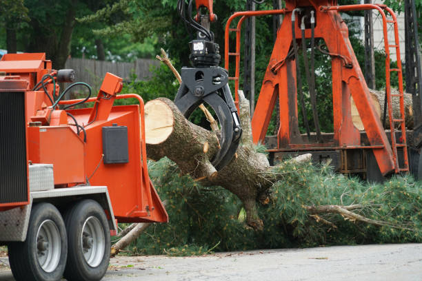 Best Hedge Trimming  in Coloma, MI